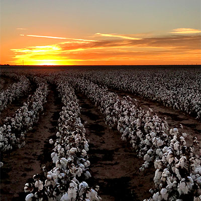 sunset, West Texas, cotton, field, farming, agricutlure
