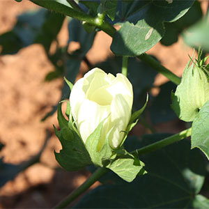 cotton, flower, farming, agriculture